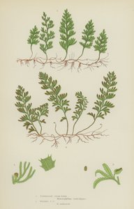 坦布里奇胶片-蕨类植物，威尔逊胶片-蕨类植物（彩色平印）。 作者 英语学校