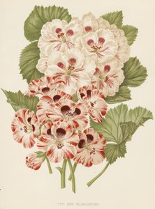 两种新的天竺葵（彩色石版画） 作者 英语学校