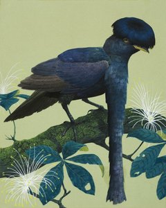 伞鸟 作者 英语学校