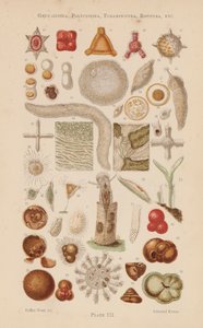 显微镜下有孔虫、轮虫等（彩色石版画） 作者 英语学校