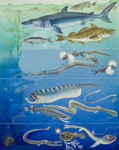 水下生物蒙太奇（水粉纸） 作者 英语学校