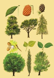 树和叶子的未认出的蒙太奇 作者 英语学校