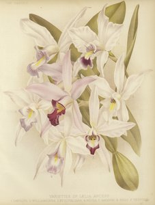 Laelia anceps的品种