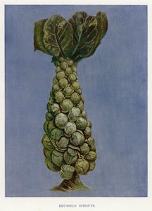 蔬菜种植指南：球芽甘蓝（彩色石印版） 作者 英语学校