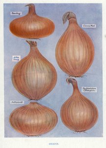 蔬菜种植者指南。洋葱（彩色平印 作者 英语学校
