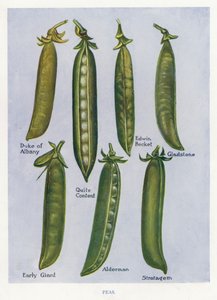 蔬菜种植者指南。豌豆（彩色平印 作者 英语学校