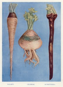 蔬菜种植者指南。沙棘、芹菜、斯考特纳拉（彩色平印本 作者 英语学校