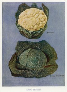 蔬菜种植者指南。萨沃伊、西兰花（彩色平印 作者 英语学校