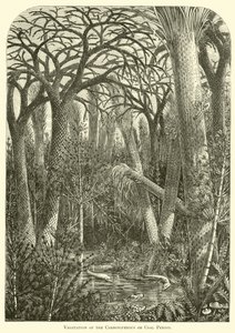 石炭系或煤时期的植被 作者 英语学校