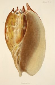 Veluta Georgina，来自The Mollusca和Radiata，酒吧。 1833年（手工彩色雕刻） 作者 英语学校