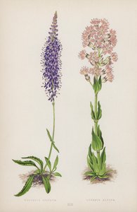 Veronica Spicata; Lychnis Alpina (color litho) 作者 英语学校