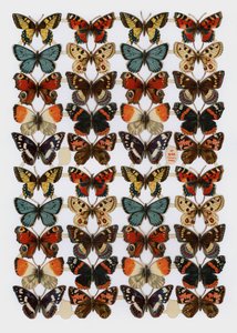 Victorian scraps (chromolitho) 作者 英语学校