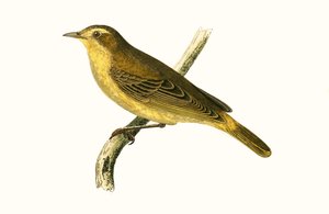 Vieillot的Willow Warbler，作者：Charles Robert Bree（1811-86）于1867年出版的“不列颠群岛未观察到的欧洲鸟类历史” 作者 英语学校