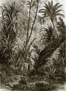 Kar-Nikobar（印度洋）的原始森林 作者 英语学校