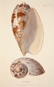 Voluta Miltonis, pub.1833年手绘版画。 作者 英语学校