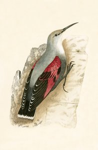 Wall Creeper，来自&39;不列颠群岛未观察到的欧洲鸟类历史&39;的插图作者：Charles Robert Bree（1811-86），1867年出版