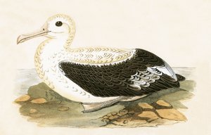 漂泊的信天翁，来自查尔斯·罗伯特·布里（1811-86）的“不列颠群岛未观察到的欧洲鸟类历史”，1867年出版
