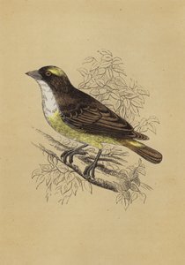 织布鸟（彩色石版画） 作者 英语学校
