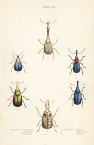 象鼻虫： Attelabus longicollis 1, Attelabus gemmatus 2, 3 Attelabus Grebe, Byctiscus 4, Rhycnhites pubescent 5 和 6 Rhynchites 项圈！ 作者 英语学校