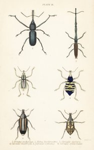 象鼻虫：Brentus ancharago 1、Rhina barbirostris 2、Curculio cuviera 3、Eupholus geoffroyi 4、Larinus ursus 5 和 Curculio sphacelatus 6 作者 英语学校