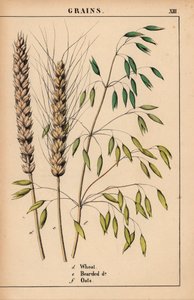 小麦、胡麦和燕麦，选自《教学图画书，或蔬菜世界的课程》，[夏洛特-玛丽-永格]，爱丁堡 作者 英语学校