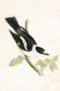 White Collared Flycatcher，插图来自&39;不列颠群岛未观察到的欧洲鸟类历史&39;，作者Charles Robert Bree（1811-86），1867年出版