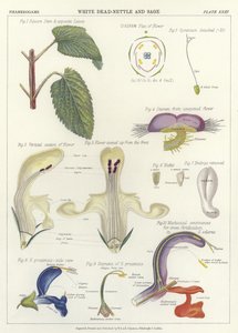 白死荨麻和鼠尾草 作者 英语学校