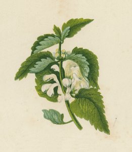 白死荨麻，Lamium Album（彩色石版画） 作者 英语学校
