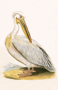 白鹈鹕，查尔斯·罗伯特·布里（1811-86）于1867年出版的“不列颠群岛未观察到的欧洲鸟类历史”中的插图