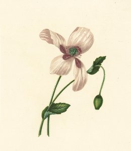 白罂粟，Papaver Somniferum（彩色石版画） 作者 英语学校