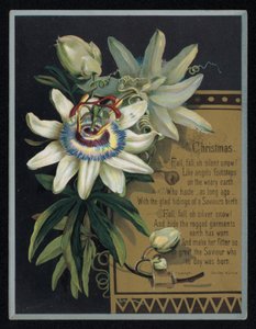 White passion flower, Christmas greetings card. (chromolitho) 作者 英语学校