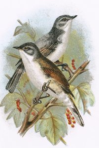 Whitethroat（下）和小Whitethroat（上）
