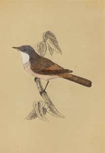 白喉（彩色石版画） 作者 英语学校
