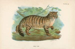野猫 作者 英语学校