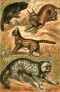 野猫，Ser猫，盎司和Ca猫 作者 英语学校
