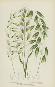 Wild Oat Grass, Bristle Pointed Oat Grass, Narrow Leaved Perennial Oat Grass (colour litho)   1431324   zh       chinese Successfully Translated  Original: The Marne at Varenne-Saint-Hilaire Translat: The Marne at Varenne-Saint-Hilaire 1456476 zh chinese S 作者 英语学校