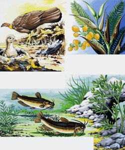 野生动物蒙太奇 作者 英语学校