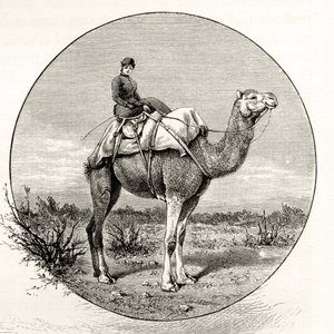 骆驼在澳大利亚的女人，1880年，来自霍华德威洛比的“澳大利亚图片”，由伦敦宗教学会出版，1886年 作者 英语学校