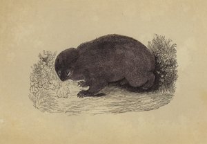 袋熊（彩色印刷） 作者 英语学校