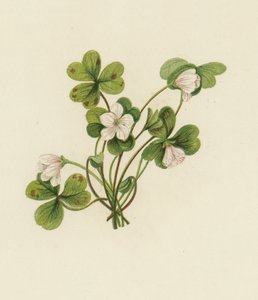 木犀牛（Oxalis Acetosella）（彩色平版）。 作者 英语学校