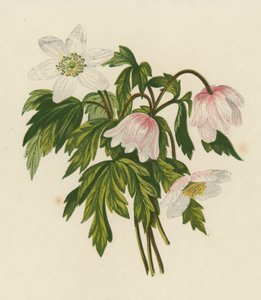 木海葵（彩色石版画） 作者 英语学校