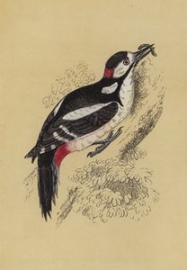 Woodpecker (colour litho) 作者 英语学校