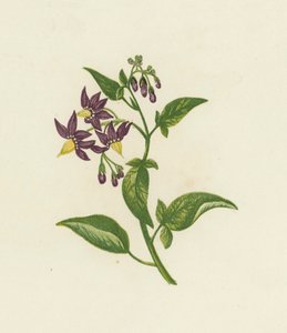 木犀草，或称苦甘草，Solanum Dulcamara（彩色印刷）。 作者 英语学校