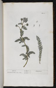 西洋蓍草，选自伊丽莎白-布莱克威尔的《奇异的草药......》第 18 插图 作者 英语学校