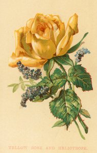 黄玫瑰和天芥菜 作者 英语学校