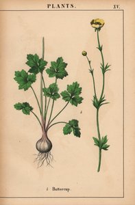 黄毛茛，选自《教学图画书，或蔬菜世界的课程》，[夏洛特-玛丽-永格]，爱丁堡 作者 英语学校