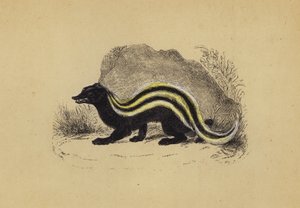佐里拉（彩色印刷） 作者 英语学校