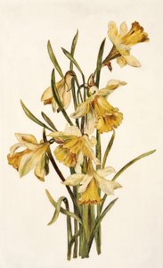 静物，水仙花（蛋白石玻璃上的油） 作者 英语学校英语学校