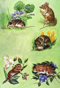 老鼠、田鼠和鼩鼱