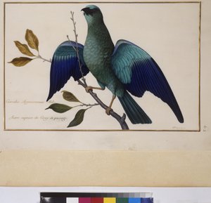 整页：动物研究，约 1650-75 年（羊皮纸上的蛋彩画） 作者 埃里希·莱辛